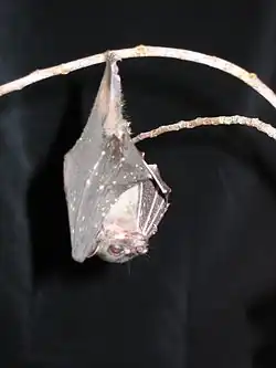 Gray bat
