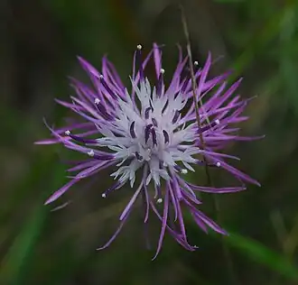 Spotted knapweed