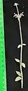 Stem