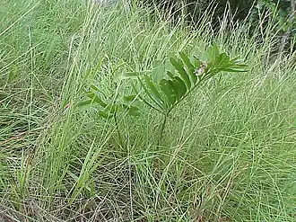 habit in grassland