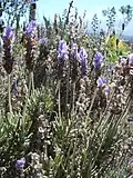 Purple flowers