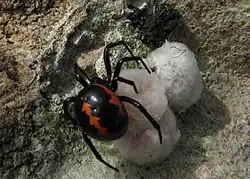 Female Steatoda paykulliana guarding its egg sac