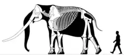 Skeleton of Stegodon zdanskyi (Stegodontidae)