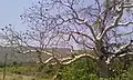 Sterculia urens during the summer in Maharashtra