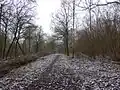 Stoke Wood
