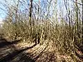 Stone Wood