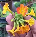 Streptosolen : a monotypic genus closely related to the genus Browallia. S. jamesonii was formerly classified as a Browallia and is still sometimes known colloquially as "Orange Browallia".