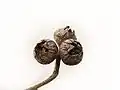 fruit
