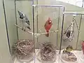 Birds
