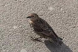 Juvenile moulting