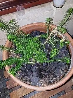 S adnatum in pot