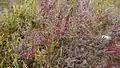 Shrubby seablight