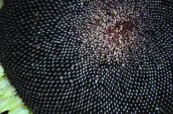 Sunflower seed