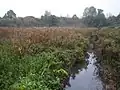 Water vole habitat, Wiltshire Wildlife Trust Nature Reserve
