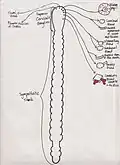 The Sympathetic Trunk and SCG innervation of target organs in the head.