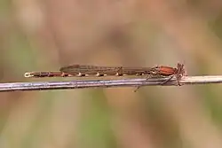 Young female