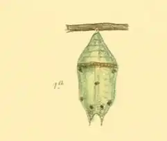 Pupa