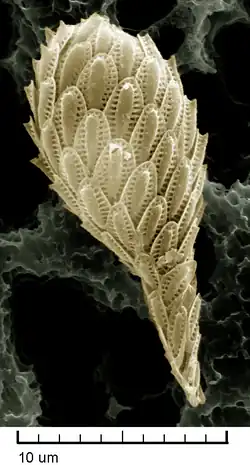 High magnification SEM image of a single Synura cell: It is covered with about 50 delicate, oval scales.