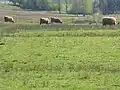 Syresham Marshy Meadows