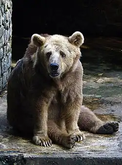 Brown bear (Ursus arctos)