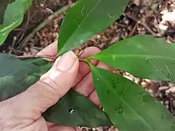 Foliage