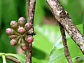 Flower buds