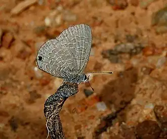 Ventral view