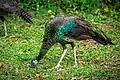 Green peafowl