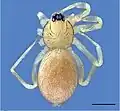 Dorsal view of a preserved male