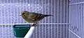 A male hybrid of a canary and a Eurasian siskin
