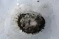 Cryoconite hole, Taylor Glacier