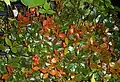 Dense growth with berries and red-tinged new leaves