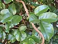 Tecomanthe speciosa is a rampant forest vine with large glossy leaves