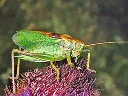 Male Tettigonia cantans