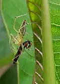 The lynx spider, Oxyopes species with prey at Dehra Dun, India