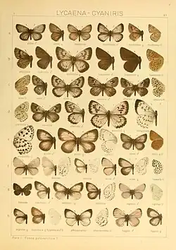 Seitz 83f