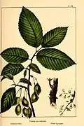 U. racemosa [:U. thomasii] diagnostic illustration (1865)