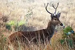 Cervus duvaucelii