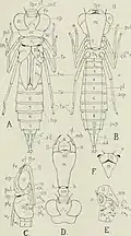 Larva
