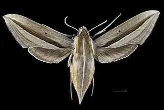 Female dorsal