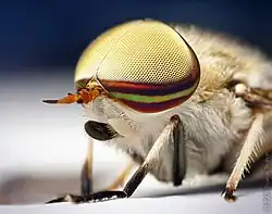 The male Tabanus lineola has holoptic compound eyes, with the dorsal ommatidia larger than the ventral ommatidia.