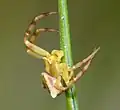 Male
