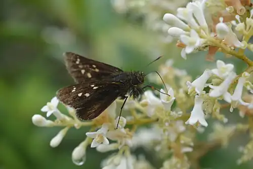 Ventral view