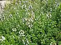 var. albus