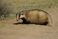 Brown and white mustelid