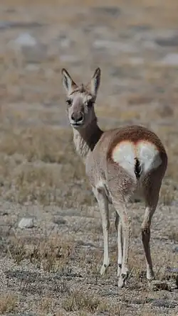 Brown and white bovid