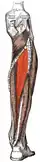 Muscles of the back of the leg. Deep layer.