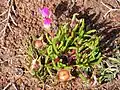 Tienie Versfeld Wildflower Reserve