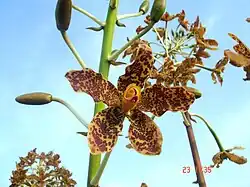 Flowers of Grammatophyllum speciosum