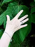 Large leaf, >30&nbsp;cm long